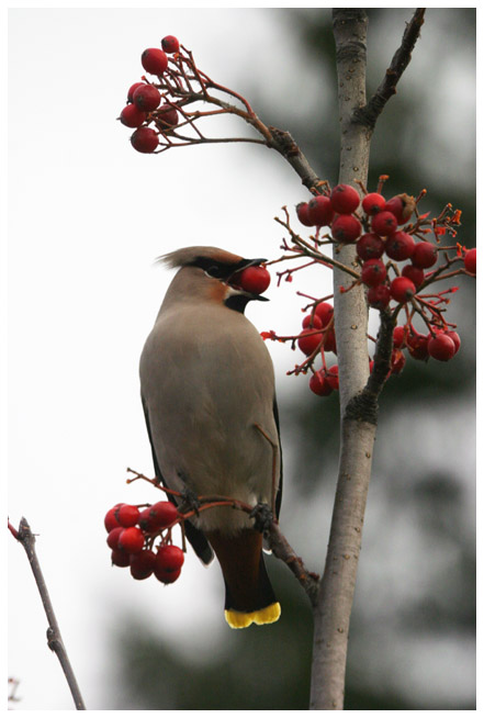 Bohemian Waxwing V