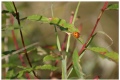 Ladybird