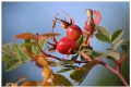 Rose hip