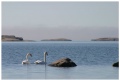 Warm September morning with the swans