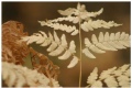 Autumn fern