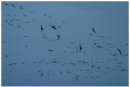 Barnacle geese