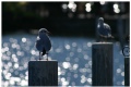 Gulls in sunny Lugano
