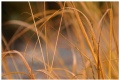 Hay photo #1