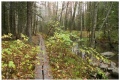 Purola creek