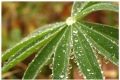 Another lupine