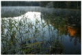Morning at Haukkalampi, part 1