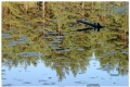 Iso-Holma and an alligator :-)