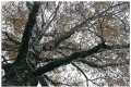 Early snow with the leaves still in the tree