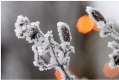 Frost and the chirstmas lights
