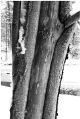 Frosty tree