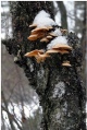 Hats and snow, part I