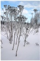 Latokaski winter scenes, part II