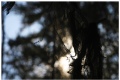Lappland feeling