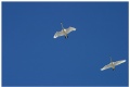 Whooper swans flying along the river