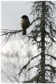 Siberian jay, part I