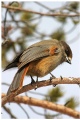 Siberian jay, part II