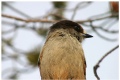 Siberian jay, part III
