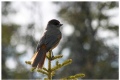 Siberian jay, part IV