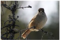 Siberian jay, part V