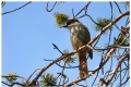 Siberian jay, part VI