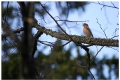 A singing chaffins