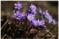 Hepatica in Karkali