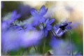 Blue forest in April, part I