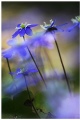 Blue forest in April, part II