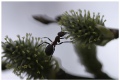 Working ant I