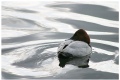 Common pochard (Punasotka) (?)