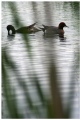 Wigeons (Haapana) (?)