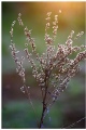 Evening colours
