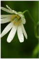 Stellaria (Heinthtim)