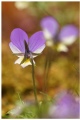 Wild pansies I (Keto-orvokki)