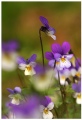 Wild pansies II