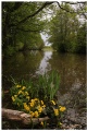 Mankki creek