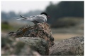 Tern (Lapintiira)