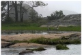 Canada geese in the mist