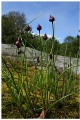 Chives in the archipelago scenery (Ruohosipuli)