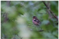 Chaffins in Espoo central park