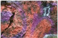 Paintings in the rock