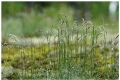 Wet throughout the summer in Finland