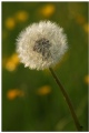 White and yellow