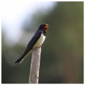 Barn swallow in Kortesniemi