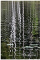 Forest reflection