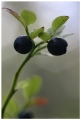 Blueberries
