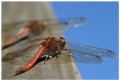 Blue wings