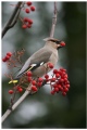 Bohemian Waxwing II