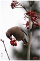Bohemian Waxwing III
